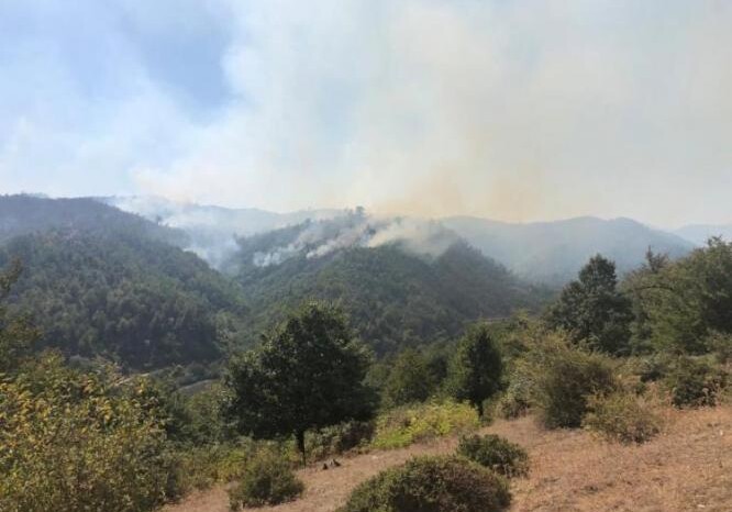 МЭПР: Распространение пожара в Гирканском национальном парке предотвращено