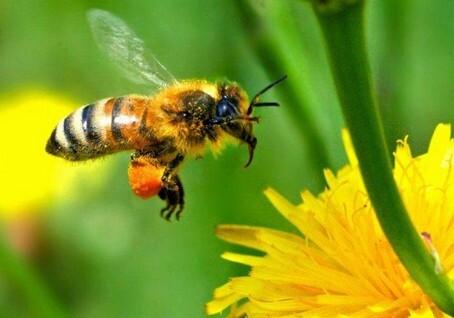 Ученые обнаружили способность пчел к дрессировке