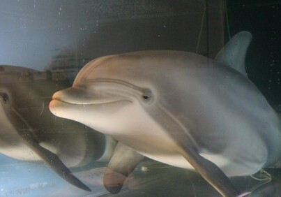 В США создали робота-дельфина