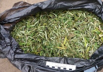 У жителя Астары изъяли более 5 кг марихуаны наркотики