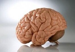 Человеческий мозг постепенно уменьшается в объеме – Ученые