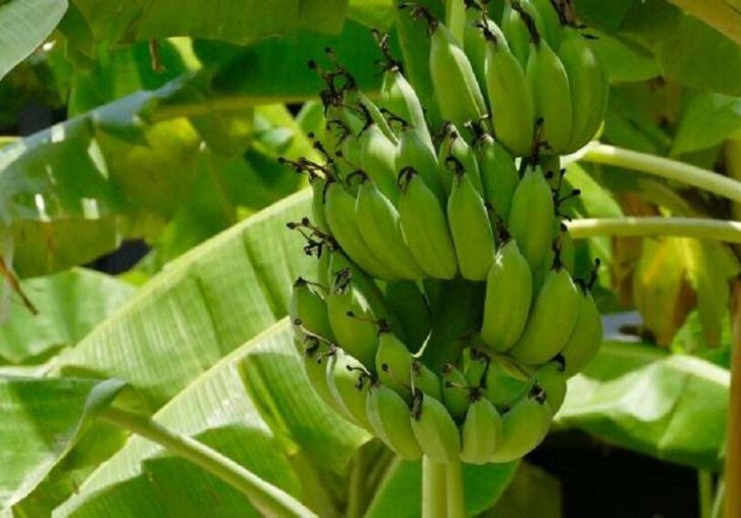 Предприниматели в Азербайджане начали выращивать бананы