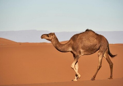 Ученые нашли 2000 пластиковых пакетов внутри верблюда