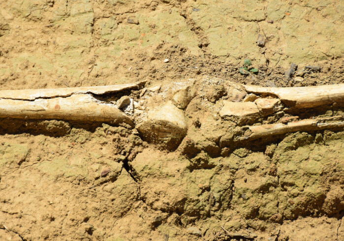 В Кении обнаружили останки первых людей на Земле