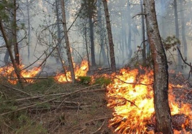 Пожары в Загатале, Габале и Огузе: к тушению привлечены три вертолета (Видео)