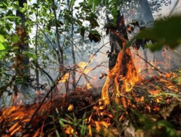 МЧС о борьбе с пожарами в Исмаиллы, Габале и Огузе (Видео)